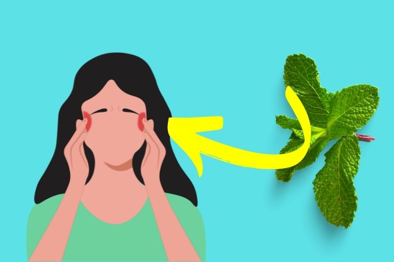 Mint leaves can relieve headache