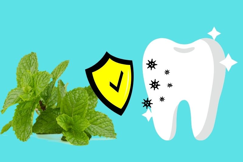 Mint leaves is good for oral health