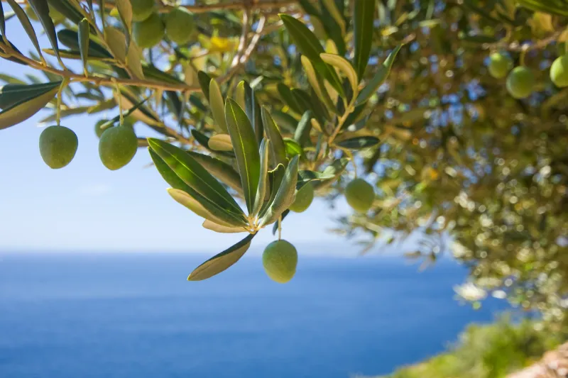 olive leaf for heart disease